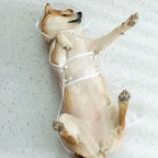 Pet Raincoat Puppy Dog Transparent Rainwear for Small Medium Large Dogs Puppy Rain Poncho Pet Supplies Dogs Waterproof Clothes